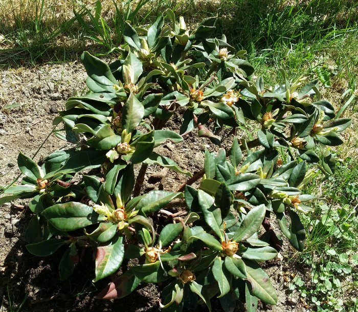 Låga rhododendronplantor med synlig tillväxt och några döda delar i jord, planterade förra året.