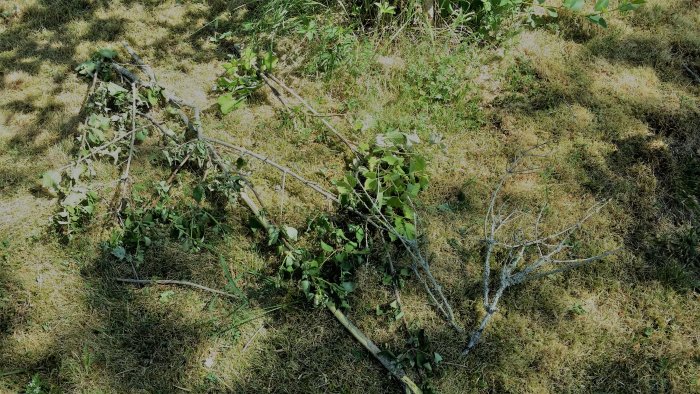 Skadade buskar på marken, möjligtvis förstörda av djur eller vandalism.