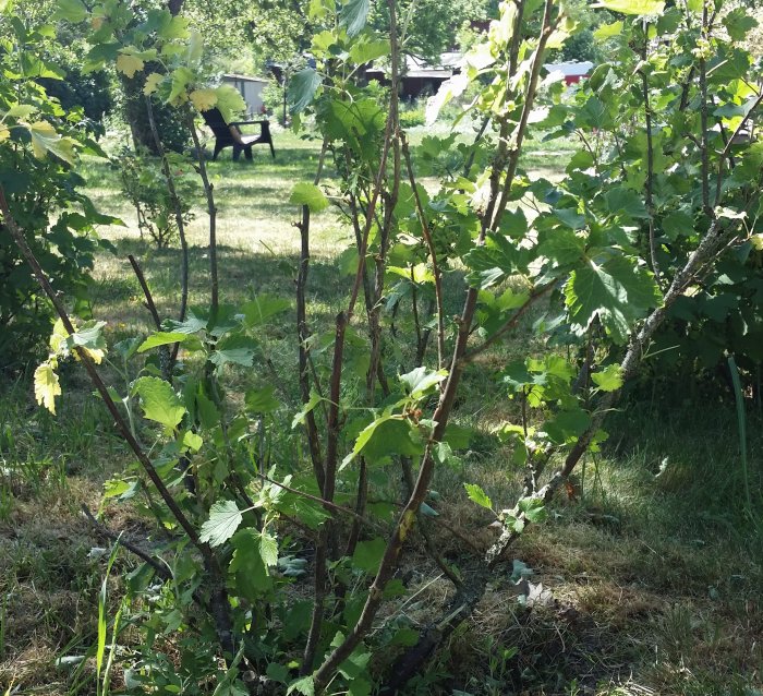 Skadade vinbärsbuskar och jasminbuskar med brutna grenar i en trädgård, tecken på vandalism eller djurbeteende.