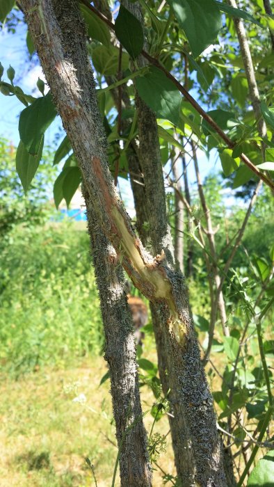 Buskgrenar med bark som är skadad och avskalad, omgivet av gröna blad och en naturlig bakgrund.