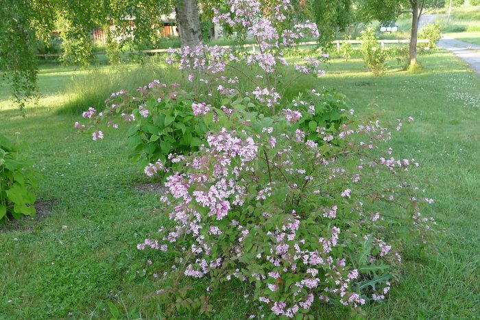 Blommande Kolkwitzia buske i trädgården, sommaren 2016.