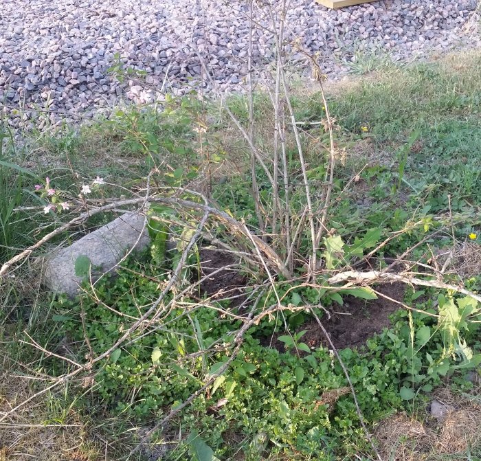 Kolkwitzia-buske med glesa grenar och få blad, tecken på dåligt tillstånd, omgiven av gräs och grus.