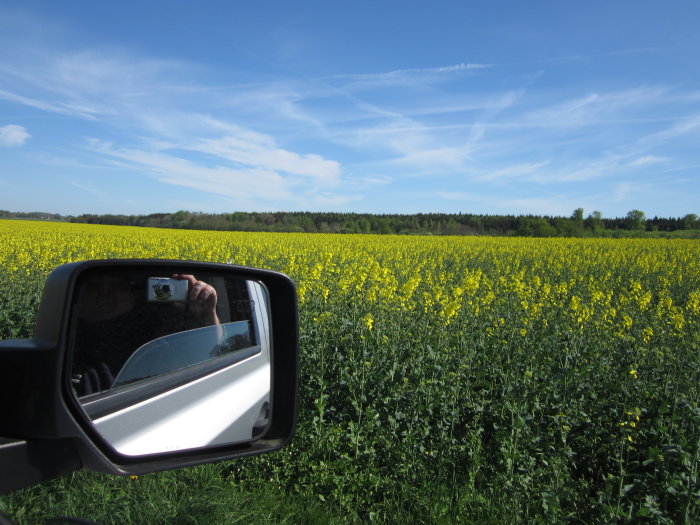 Bildspeglarreflektion av en person som fotograferar ett blommande rapsfält från bilens sidospegel.