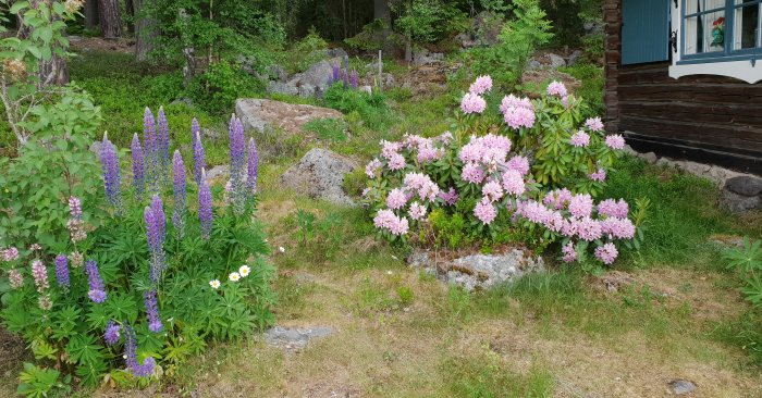 Blomstrande trädgård med lila lupiner och rosa rhododendron framför timmerhus.