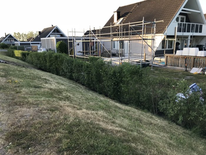 Nyplanterade Ligusterhäckar längs en trädgårdsgräns med hus under renovering i bakgrunden.