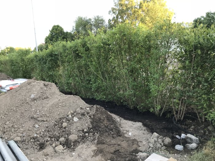 Nyligen planterade Ligusterhäckar bredvid en grävd ränna och en hög med grus och jord.