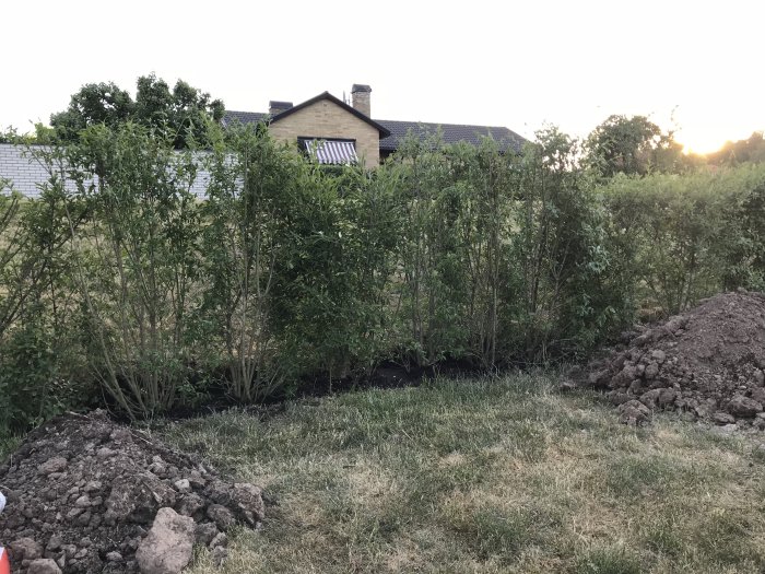 Nyligen planterade Ligusterhäckar bredvid grävhög och i planteringsdike i en trädgård vid solnedgång.