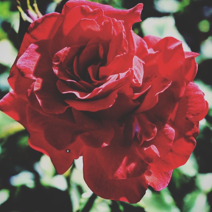 Närbild av en blommande röd ros i solljus med mörk bakgrund.