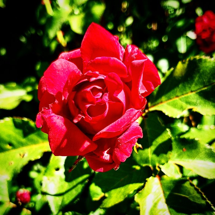 En blommande röd ros med mörkgröna blad i solljus.