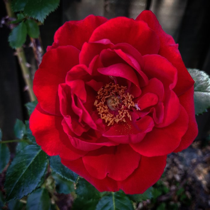 Närbild på en blommande röd ros med gul pollen i centrum.