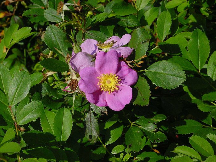 Rosa vildros med gula ståndare omgiven av gröna blad.