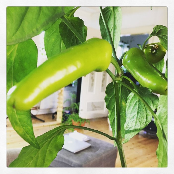 Gröna Hungarian Hot Wax chilipeppar på planta inomhus med suddig bakgrund.