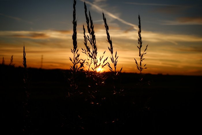 Silhuetter av grässtrån mot en levande färgad himmel vid solnedgång.