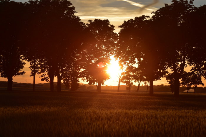 Solnedgång som lyser genom träd över ett fält.