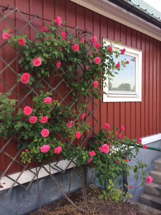 Intensivt rosa rosor blommar mot stödtråd vid rödmålat hus från 1800-talet.