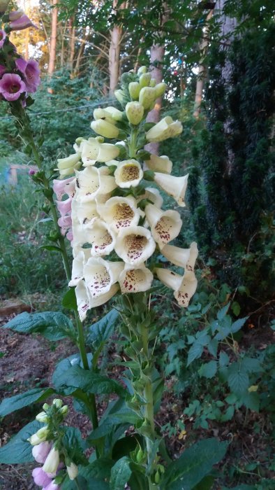 Praktfull fingerborgsblomma med spetsiga rosa och krämfärgade blommor i blomställning utomhus.