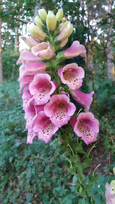 Blommande fingerborgsblomma med rosa klockformade blommor mot en bakgrund av grönska.