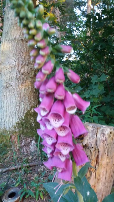 En lila fingerborgsblomma i fokus med otydlig bakgrund av träd och grönska.