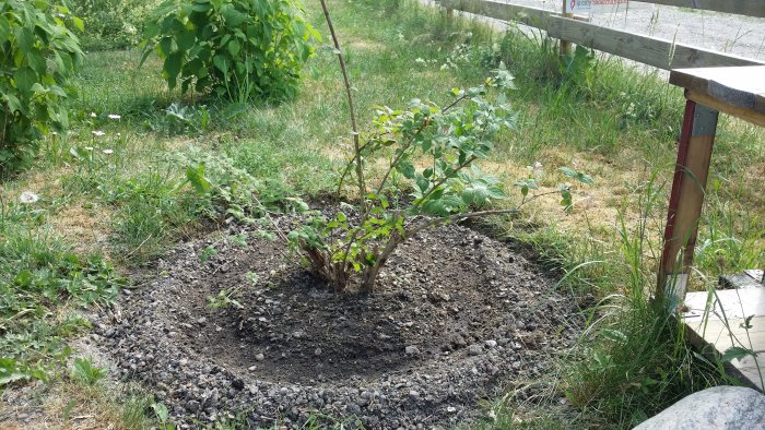 Rensad yta med grus och lerjord runt en ung buske, ca 40 cm hög, bredvid en trästaket.