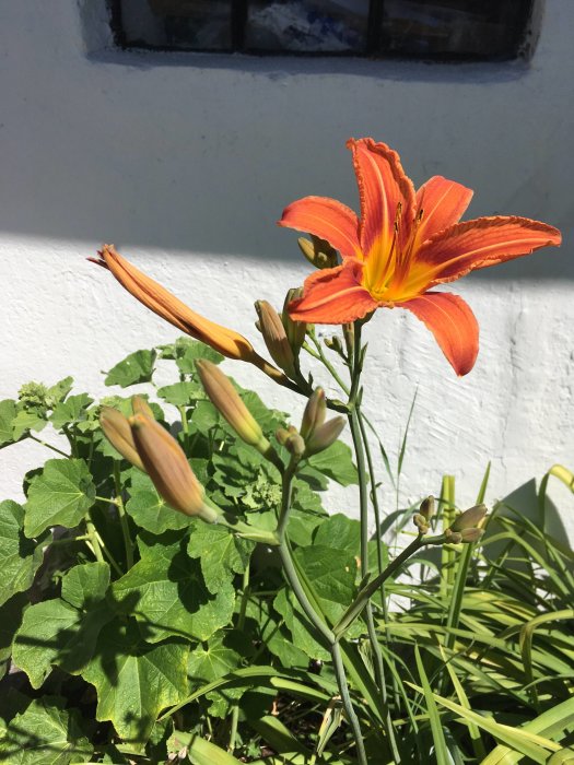 Daglilja i blom med orangeröda kronblad och gula ståndare, omgiven av många gröna blad och knoppar.