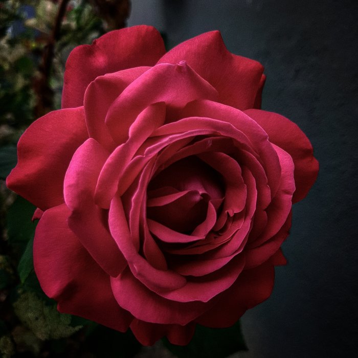 Närbild av en blommande rosa ros mot mörk bakgrund.