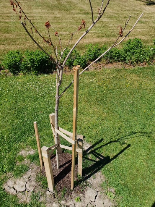 Nyplanterat träd med torr jord runtomkring och stödpinnar, några blad vid grenarnas toppar.