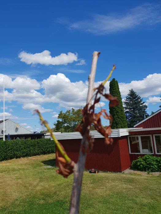 Trädgren med några gröna kvistar och bruna torkade blad, oskarp trädgård i bakgrunden.