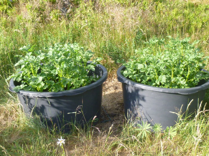 Två stora svarta blomkrukor med gröna potatisplantor i ett gräsfält.