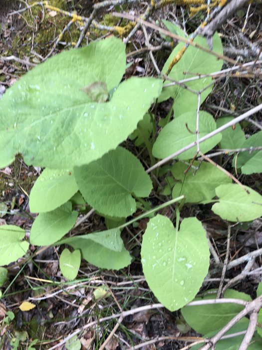 Gröna blad med vattendroppar i skogsmiljö; inte Parksallat enligt inlägget.