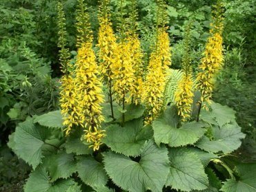 Gulblommande växt med stora blad och höga blomställningar, små blad synliga.