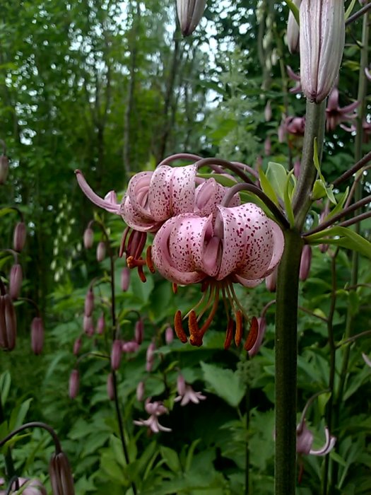 Näröppnad bild av rosa liljor med röda prickar i en trädgård efter regn.