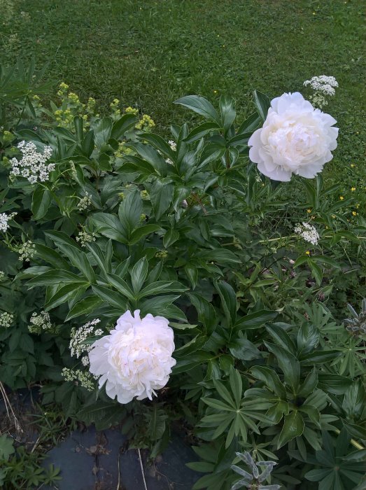 Två stora vita pionblommor i fokus omgivna av gröna löv och mindre vita blomkluster, i en trädgård efter regn.