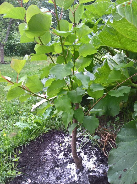 Ungt aprikosträd i trädgård med friskt gröna blad och synligt jord och gödsel.