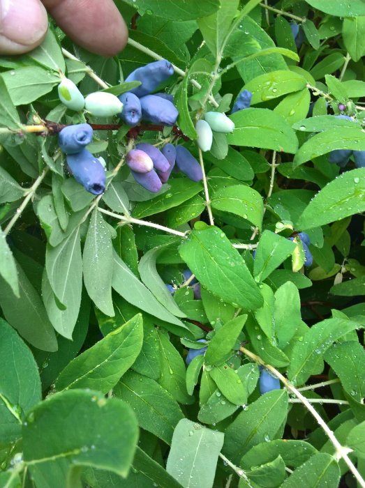 Mogen blåbärsris med en blandning av mogna blå och omogna gröna bär bland gröna blad, med daggdroppar.