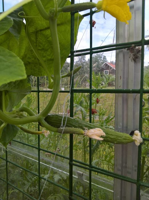 Växande gurka på gren med blommor i ett växthus, med grönska i bakgrunden.