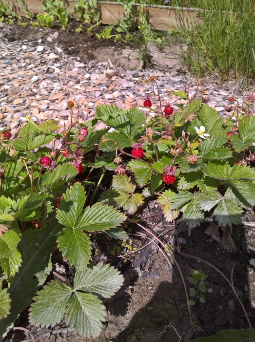 Smultronplantor med mogna och omogna röda bär samt gröna blad i en trädgård.