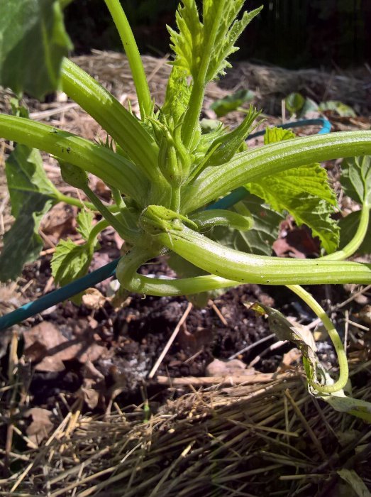 Ung squashplanta i ett trädgårdsland med knoppar och synliga blad och stjälkar.