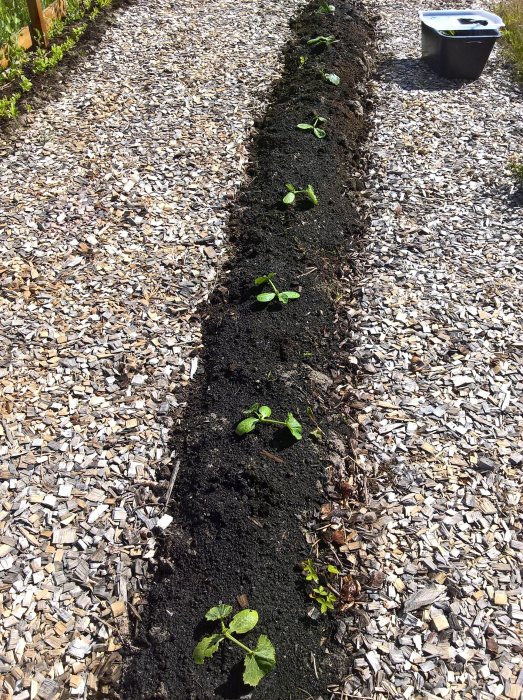 Rad med unga squashplantor planterade i mörk jord bredvid en yta med flis.