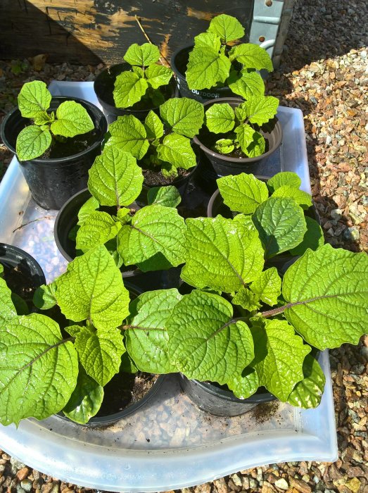 Unga squashplantor med stora gröna blad i svarta krukor på ett vitt brickbord.