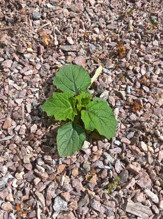 Ung squashplanta som börjat knoppa, växer bland småstenar och lite organiskt material på marken.