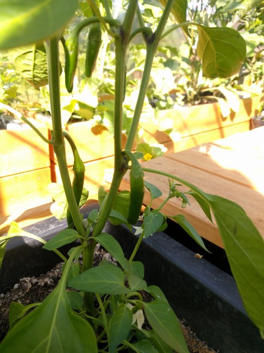 Chilipepparplantor som börjar sätta frukt i en odlingslåda.