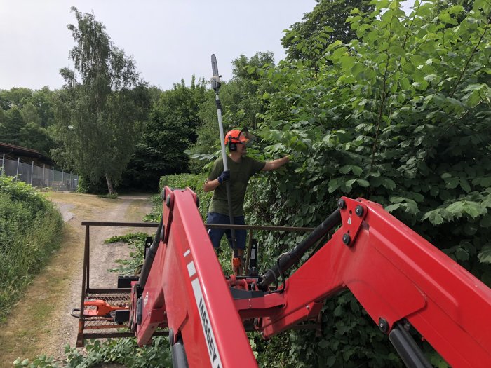 Person använder batteridriven häcksax från arbetsplattform på traktor för att klippa en hasselhäck.