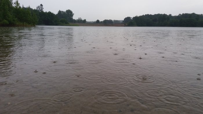 Regnfall orsakar cirkelformade ripples på en stilla sjö med skog i bakgrunden.