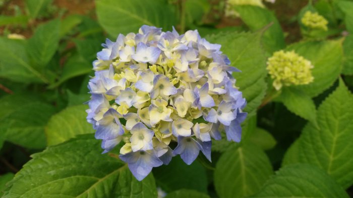 Närbild av blommande blå och gula hortensiablommor med gröna blad.