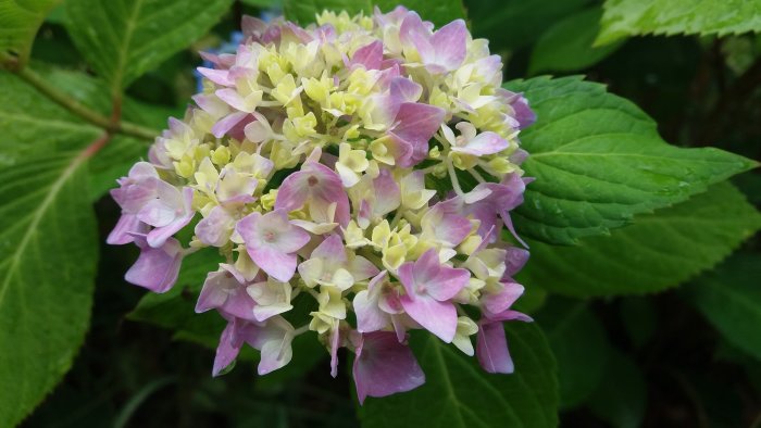 En blommande hortensia med rosa och gula blommor och gröna löv.