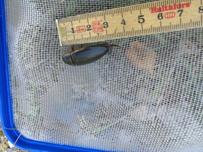 Insekt liknande en kackerlacka på nät, vid en linjal som visar storleken, utomhus i Finland.