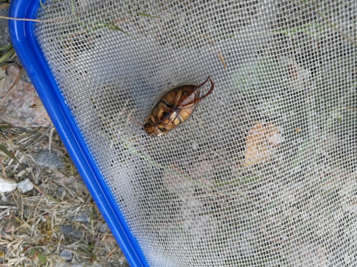 En insekt som liknar en kackerlacka på ett blått silnät utomhus, ifrågasatt om det är en kackerlacka i Finland.