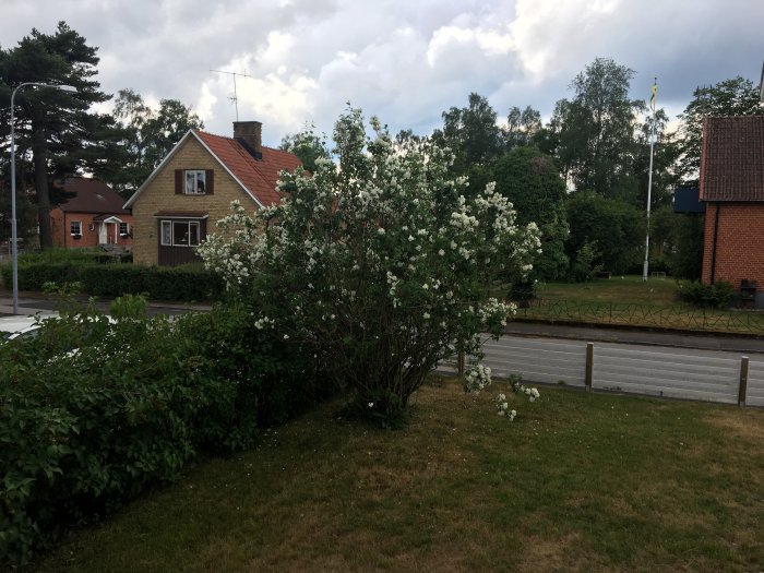 Buske med vita blommor i en trädgård, kal nedtill, med hus och svensk flagga i bakgrunden.