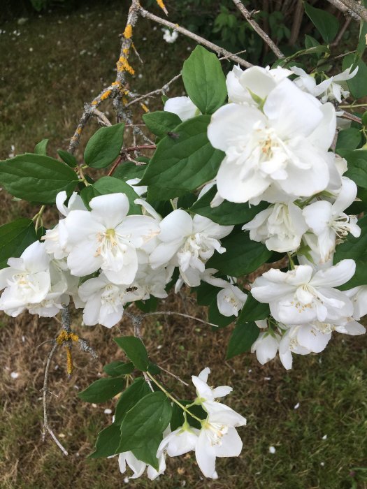 Vitblommande buske med gröna blad och några kala grenar synliga under blommorna.