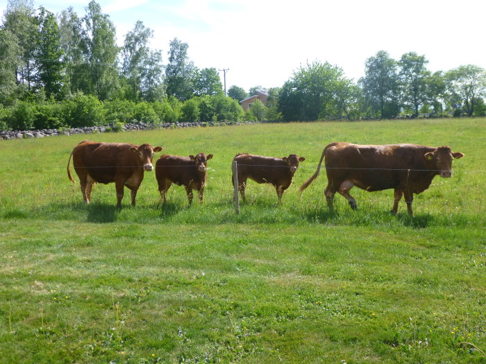 Fyra kor på en sommaräng med träd och stenmur i bakgrunden.